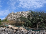 Cornia