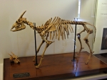 Mah&oacute;n - Museum Menorky