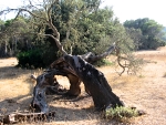 Algairens - cesta na Cala es Bot